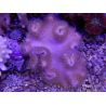 Sarcophyton latum 