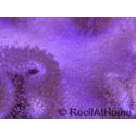 Sarcophyton latum 