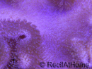 Sarcophyton latum 