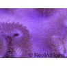 Sarcophyton latum 