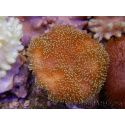 Sarcophyton lobatum
