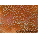 Sarcophyton lobatum