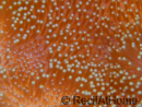 Sarcophyton lobatum