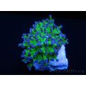 Euphyllia paradivisa green fluo S pointes violettes