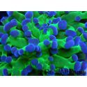 Euphyllia paradivisa green fluo S pointes violettes