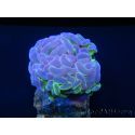 Euphyllia paraancora bi-color fluorescent green/pink S