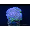 Euphyllia paraancora bi-color fluorescent green/pink S