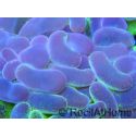 Euphyllia paraancora bi-color fluorescent green/pink S