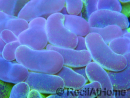 Euphyllia paraancora bi-color fluorescent green/pink S