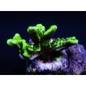 WYSIWYG- Montipora Spongodes S1