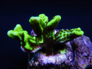 WYSIWYG- Montipora Spongodes S1