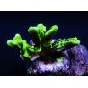 WYSIWYG- Montipora Spongodes S1