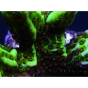 WYSIWYG- Montipora Spongodes S1