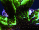 WYSIWYG- Montipora Spongodes S1
