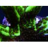 WYSIWYG- Montipora Spongodes S1