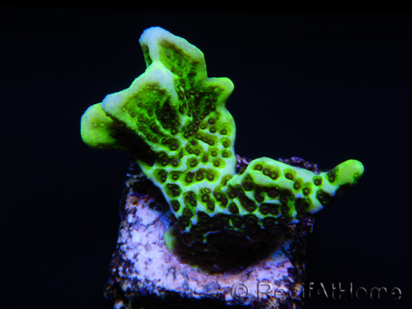 WYSIWYG- Montipora Spongodes S2 