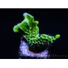 WYSIWYG- Montipora Spongodes S2 