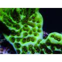 WYSIWYG- Montipora Spongodes S2 