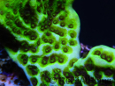 WYSIWYG- Montipora Spongodes S2 