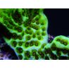 WYSIWYG- Montipora Spongodes S2 