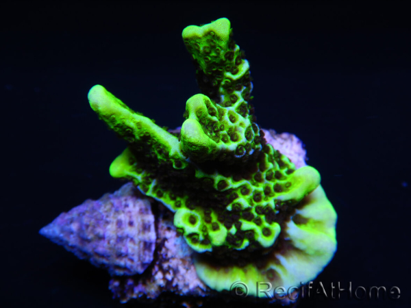 WYSIWYG- Montipora Spongodes S3
