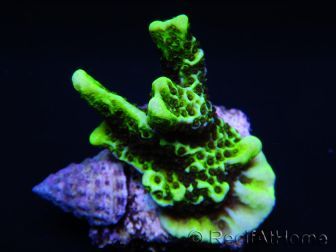 WYSIWYG- Montipora Spongodes S3