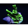 WYSIWYG- Montipora Spongodes S3