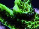 WYSIWYG- Montipora Spongodes S3