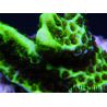 WYSIWYG- Montipora Spongodes S3