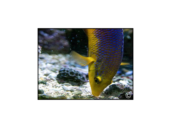 Bodianus rufus