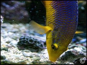 Bodianus rufus
