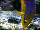 Bodianus rufus