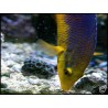 Bodianus rufus