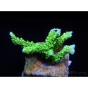 WYSIWYG Montipora stellata 1