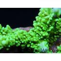 WYSIWYG Montipora stellata 1