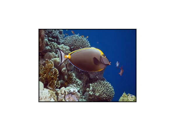 Naso elegans