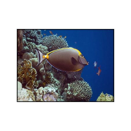 Naso elegans
