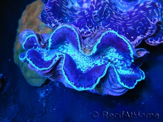 WYSIWYG Bénitiers Ultra COLOR XL 5