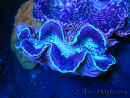 WYSIWYG Bénitiers Ultra COLOR XL 5
