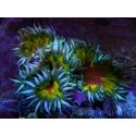 WYSIWYG Epicystis - Rock Flower Rainbow Ultra