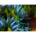 WYSIWYG Epicystis - Rock Flower Rainbow Ultra