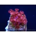 Goniopora lobata rose