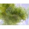 Mix algues vivantes