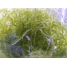Mix algues vivantes