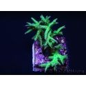 Seriatopora histrix Vert S