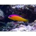 Pictichromis diadema (ex : Pseudochromis diadema)