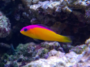 Pictichromis diadema (ex : Pseudochromis diadema)