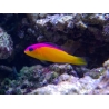 Pictichromis diadema (ex : Pseudochromis diadema)