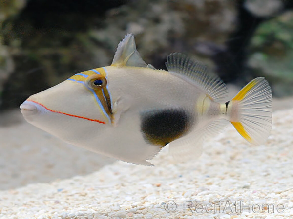 Rhinecanthus verrucosus