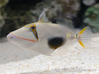 Rhinecanthus verrucosus